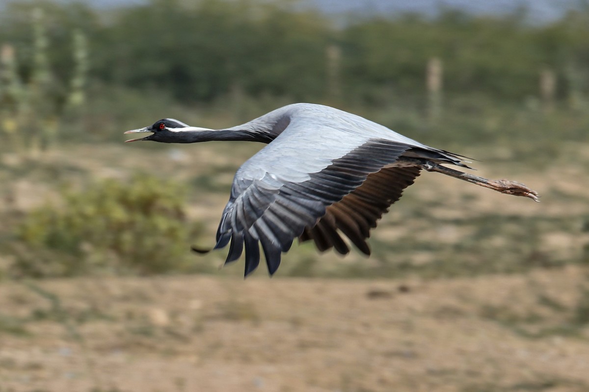 Telli Turna - ML646174097