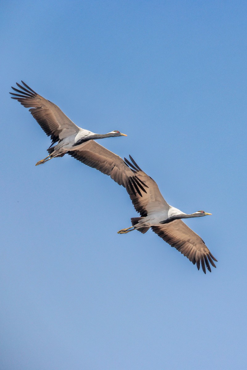 Telli Turna - ML646174099