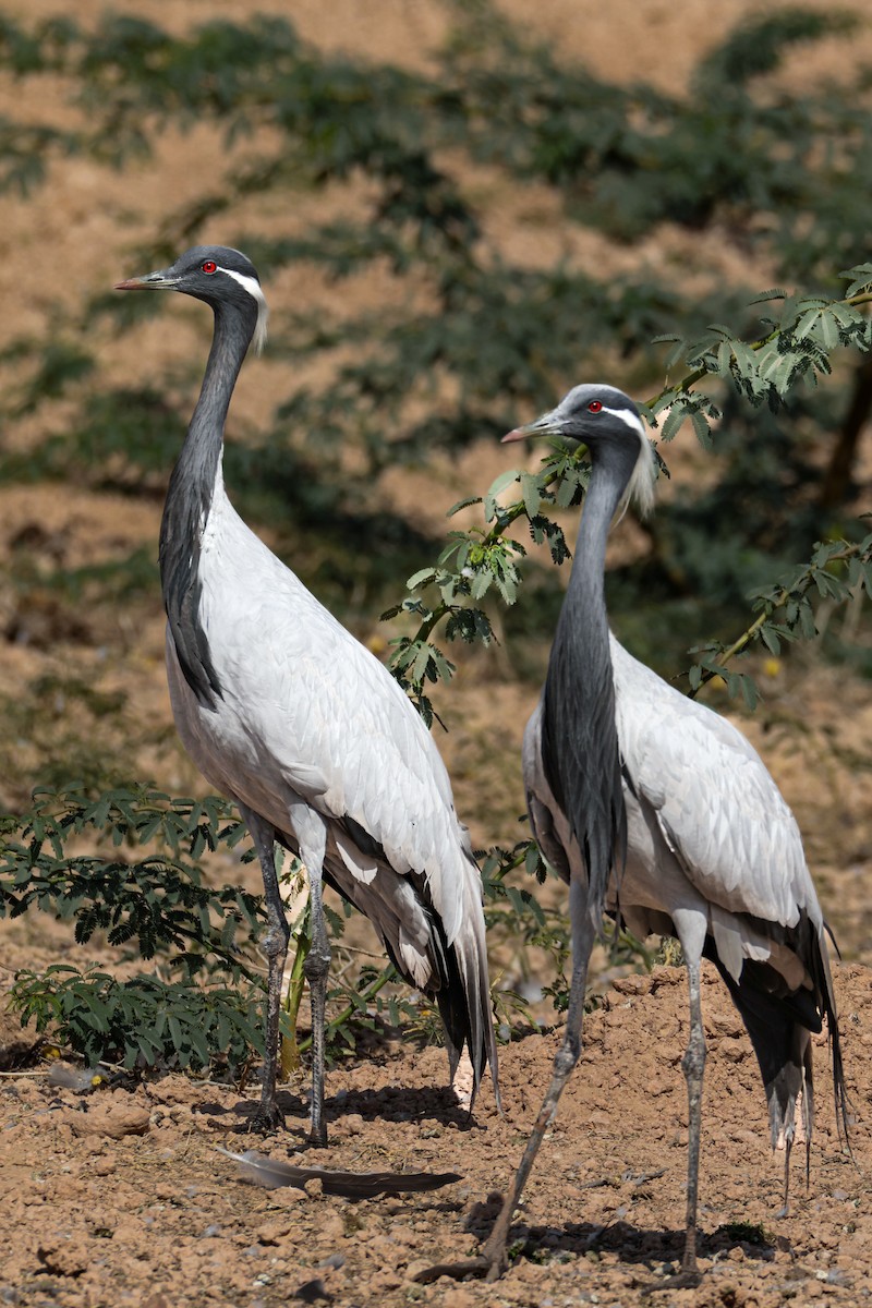 Telli Turna - ML646174100