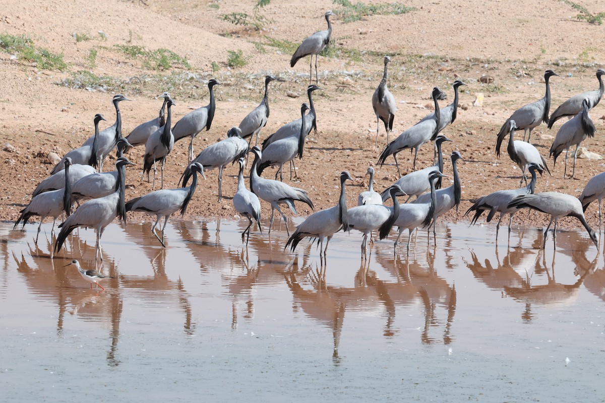 Telli Turna - ML646174102