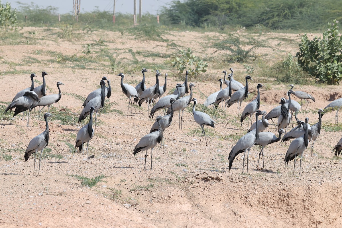 Telli Turna - ML646174103