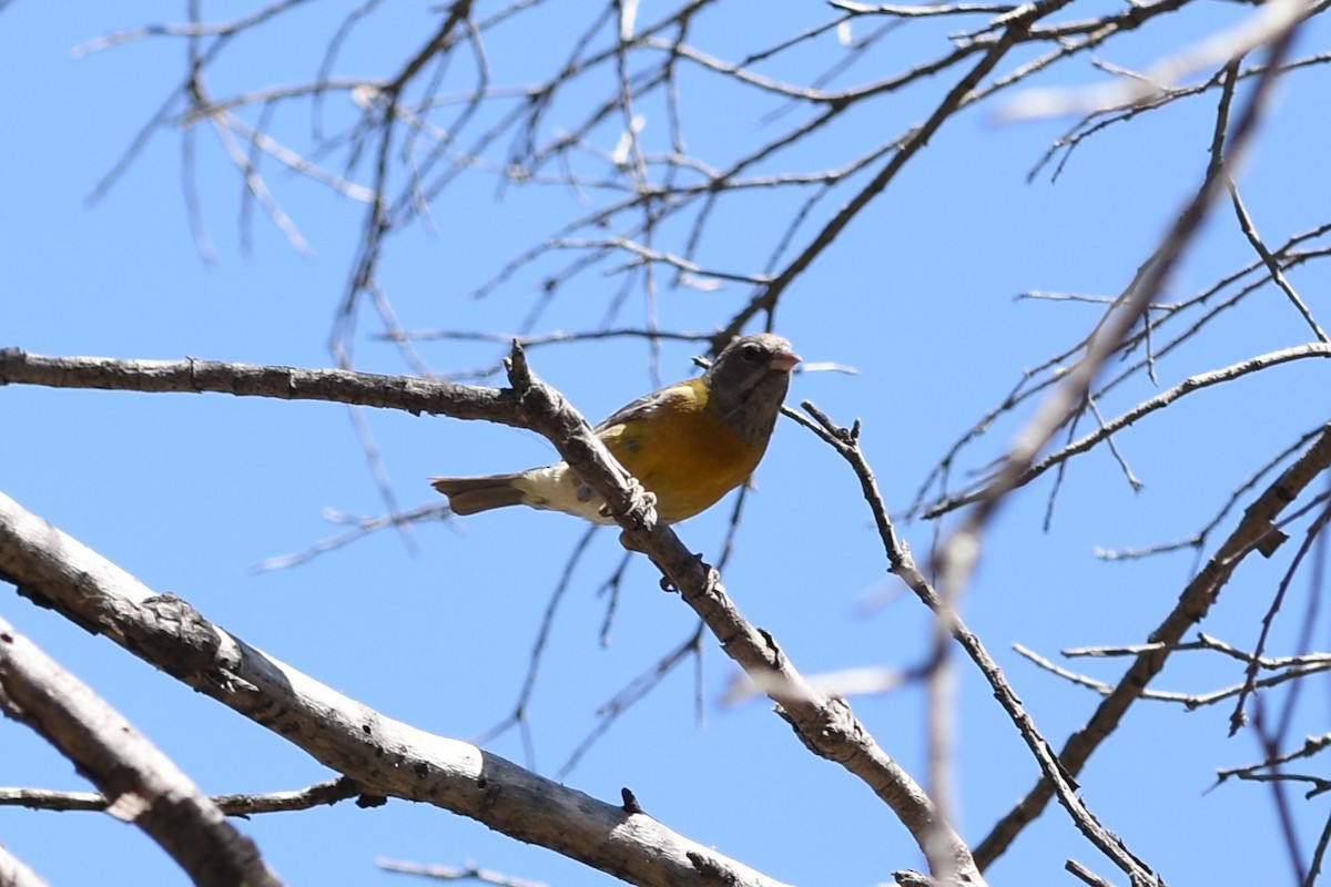Gray-hooded Sierra Finch - ML646174115