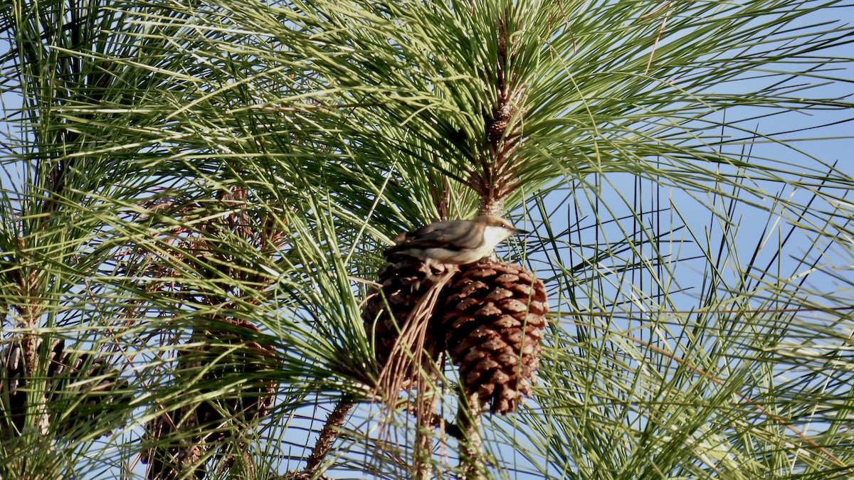 Brown-headed Nuthatch - ML646174122