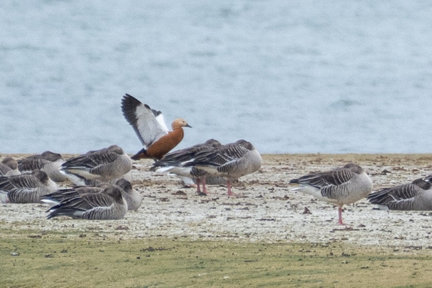 Ruddy Shelduck - ML646174124