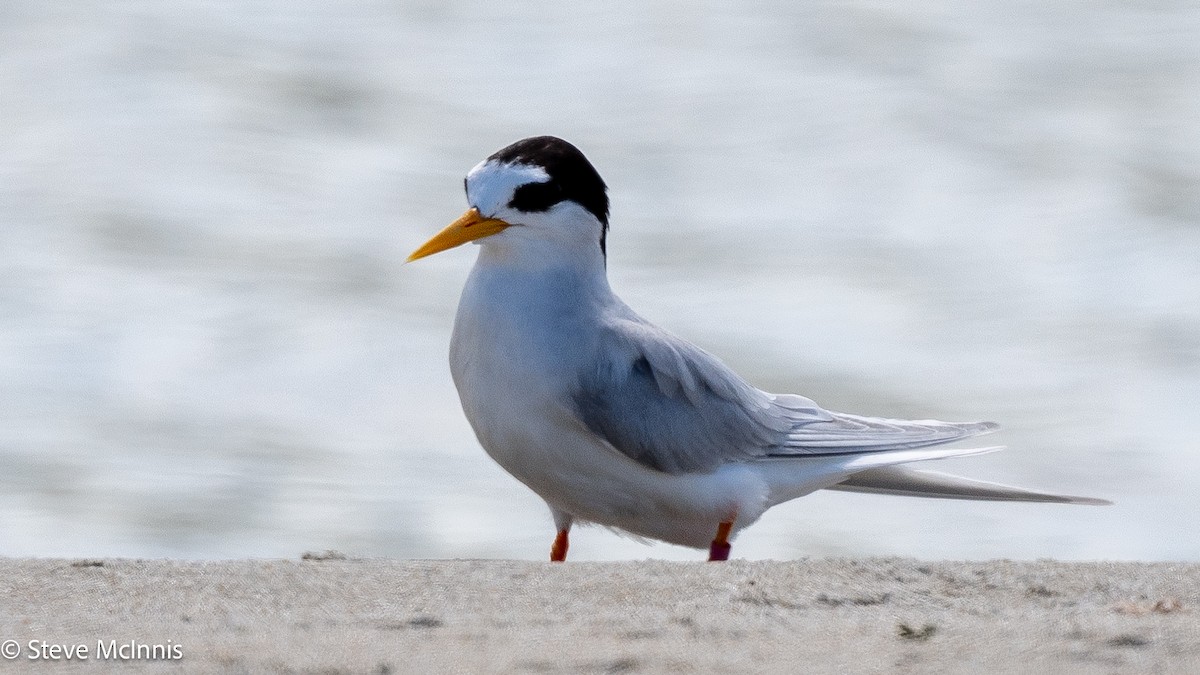 Australian Fairy Tern - ML646174129