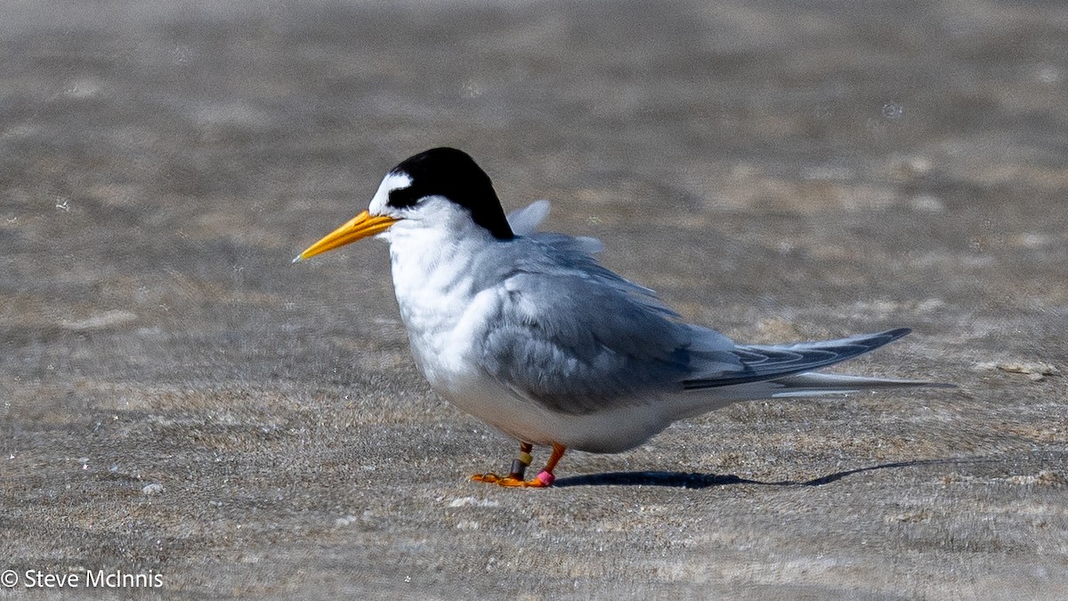 Australian Fairy Tern - ML646174130