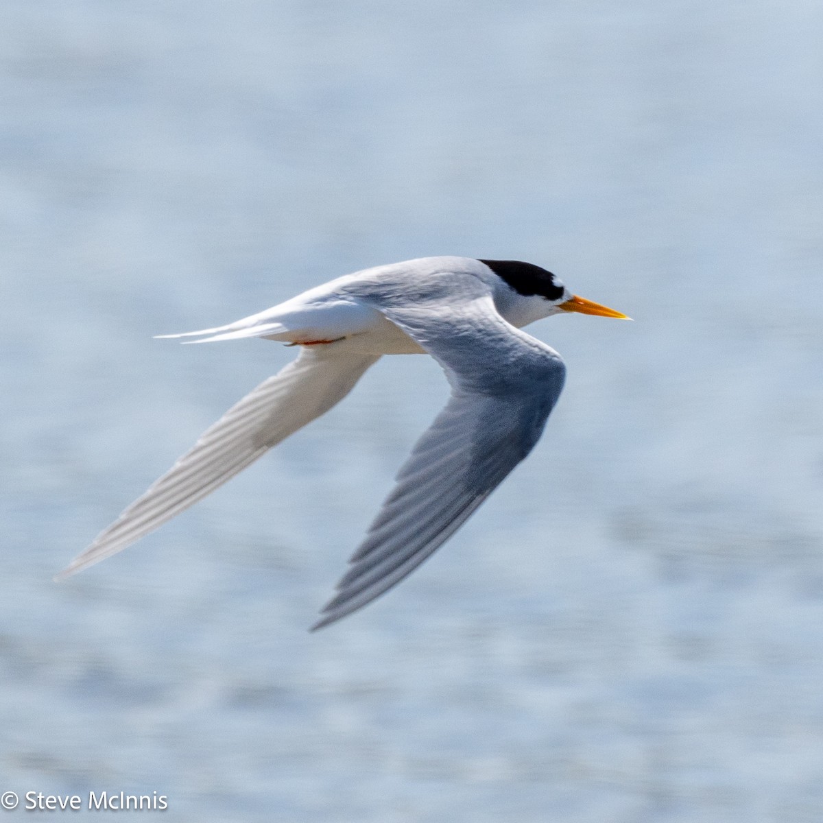 Australian Fairy Tern - ML646174131