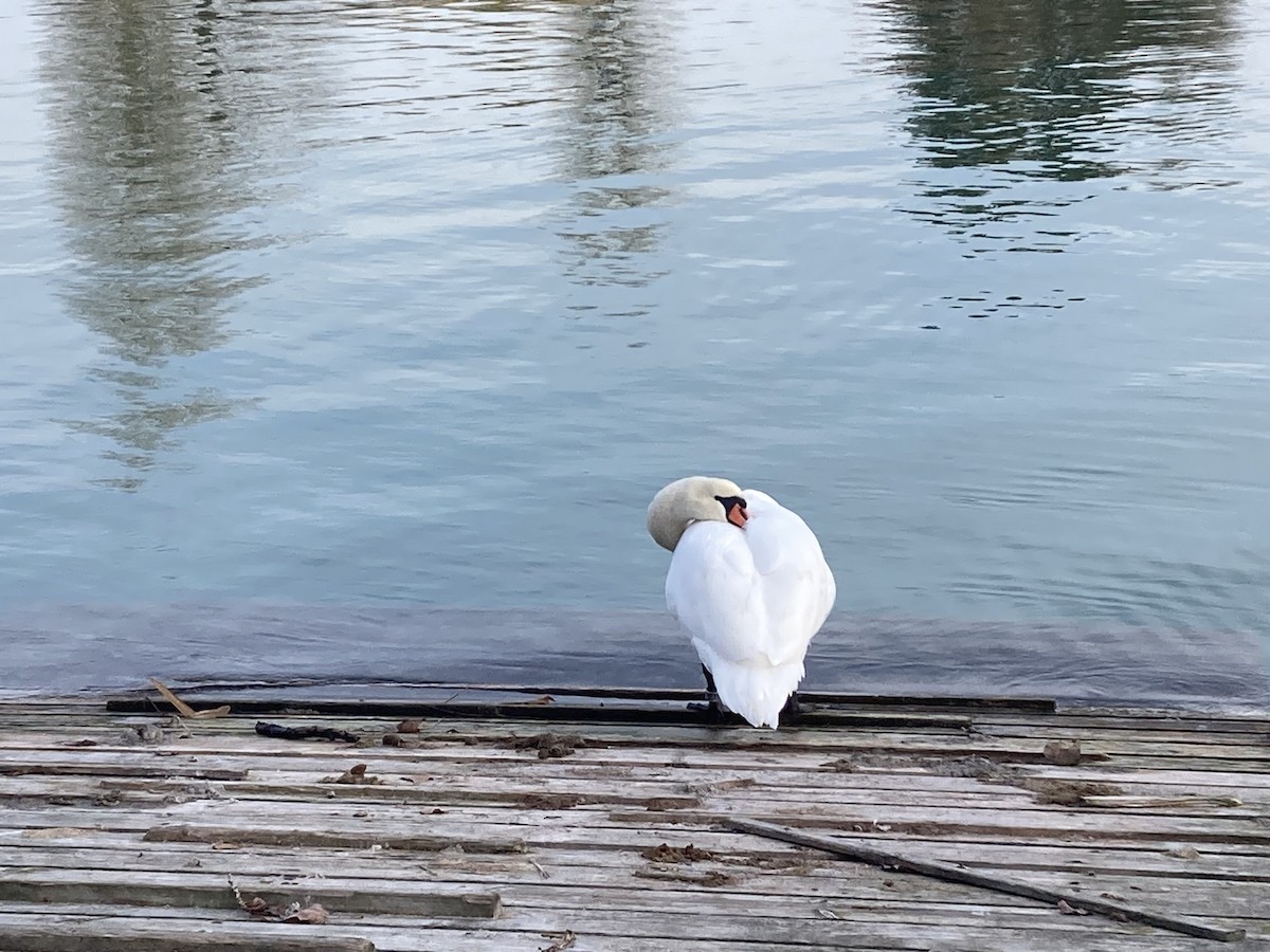 Cigno reale - ML646174134