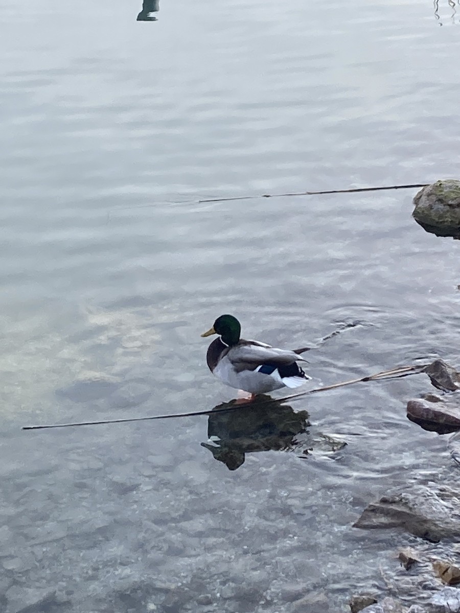 Mallard - ML646174138