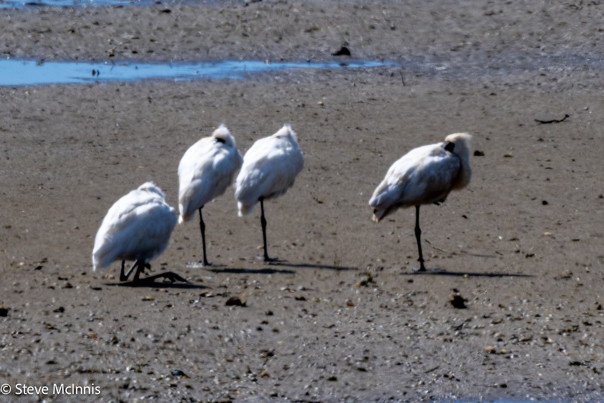 オーストラリアヘラサギ - ML646174139