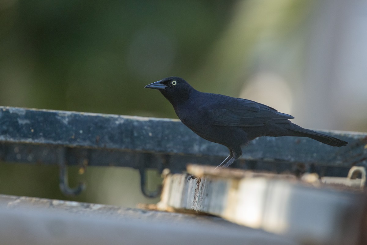 Greater Antillean Grackle - ML646174140