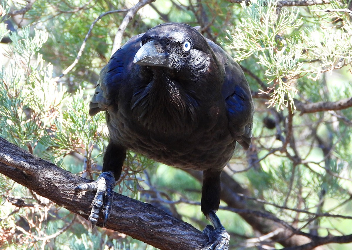 Australian Raven - ML646174141