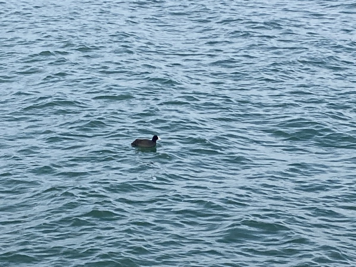 Eurasian Coot - ML646174143