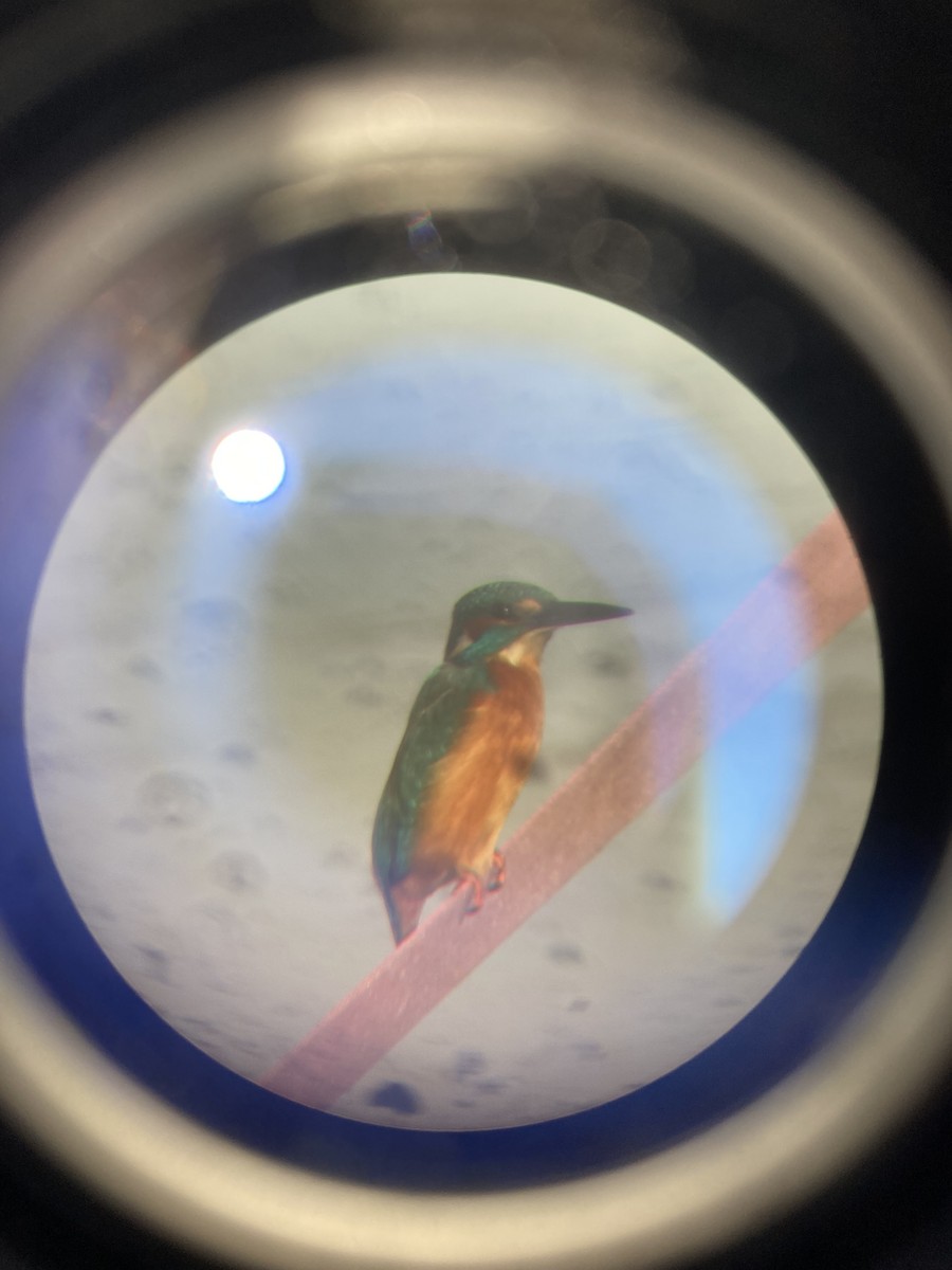 Common Kingfisher - ML646174149