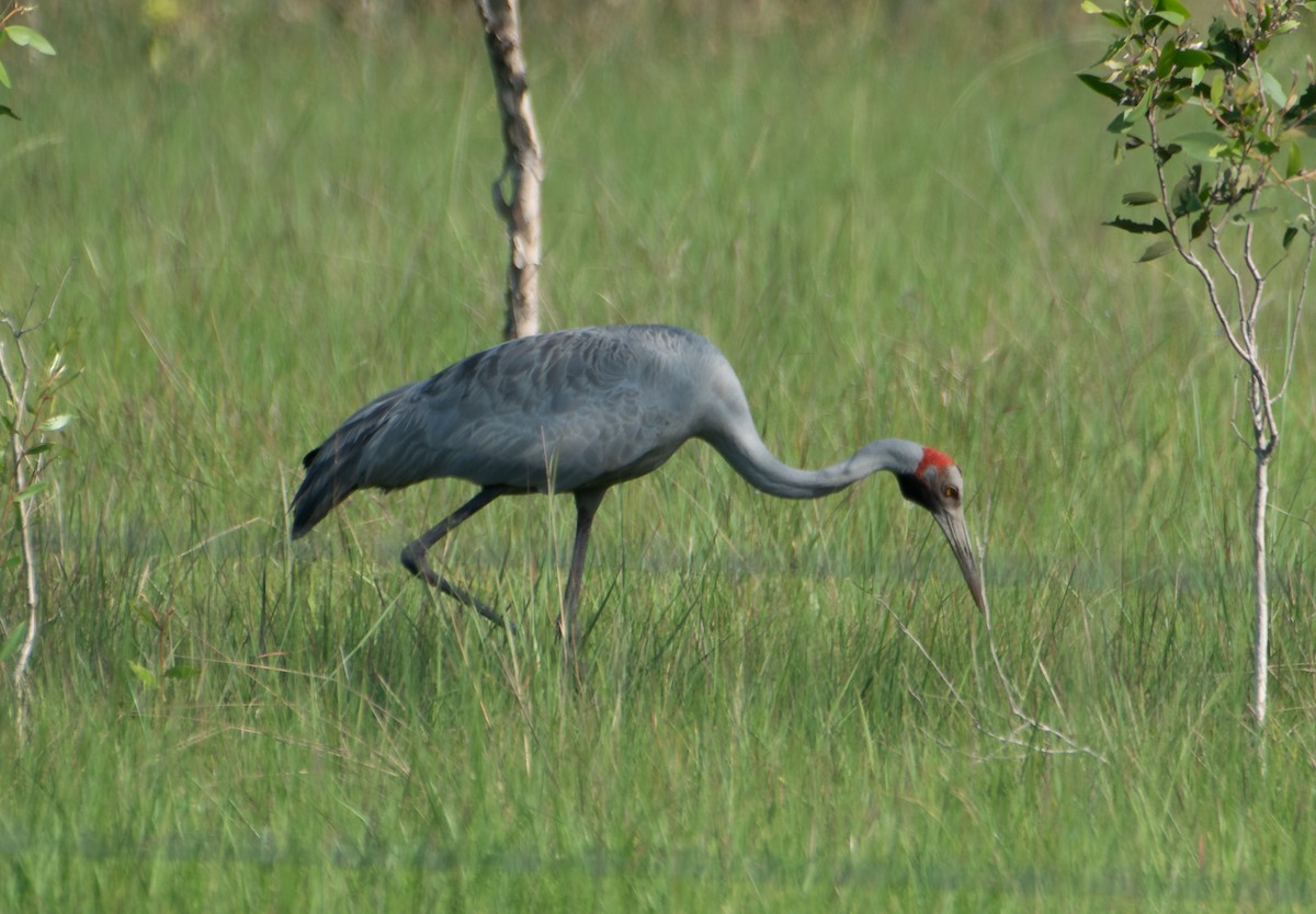 Brolga - ML646174155