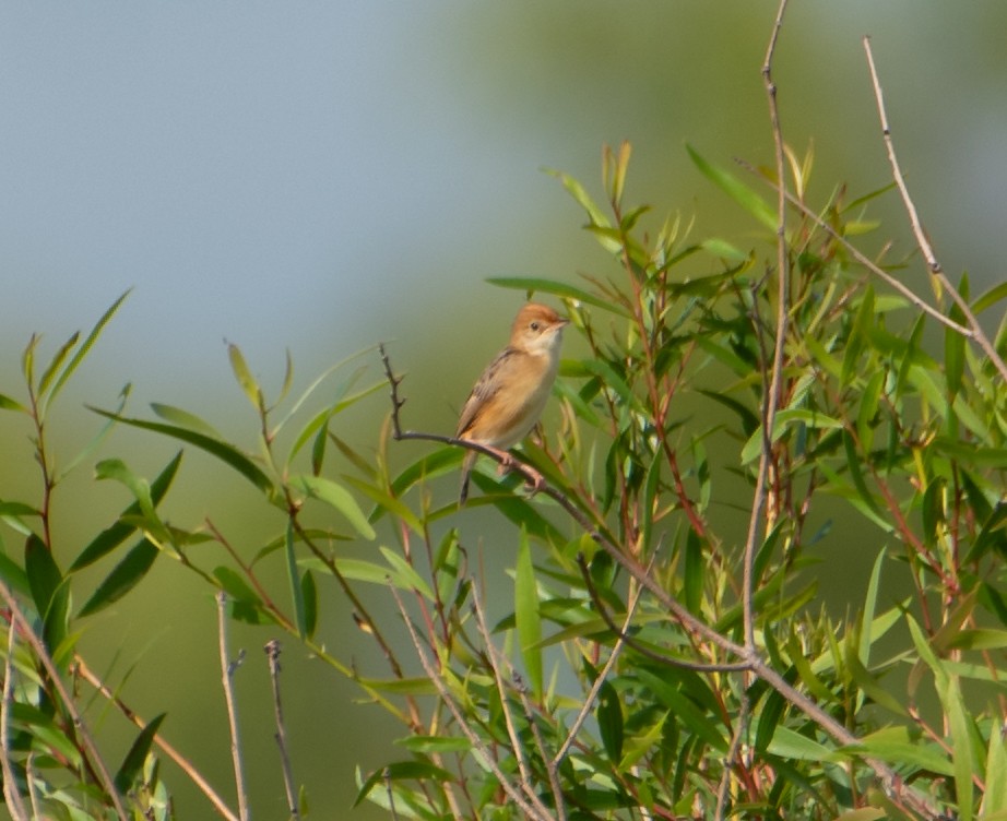Golden-headed Cisticola - ML646174161