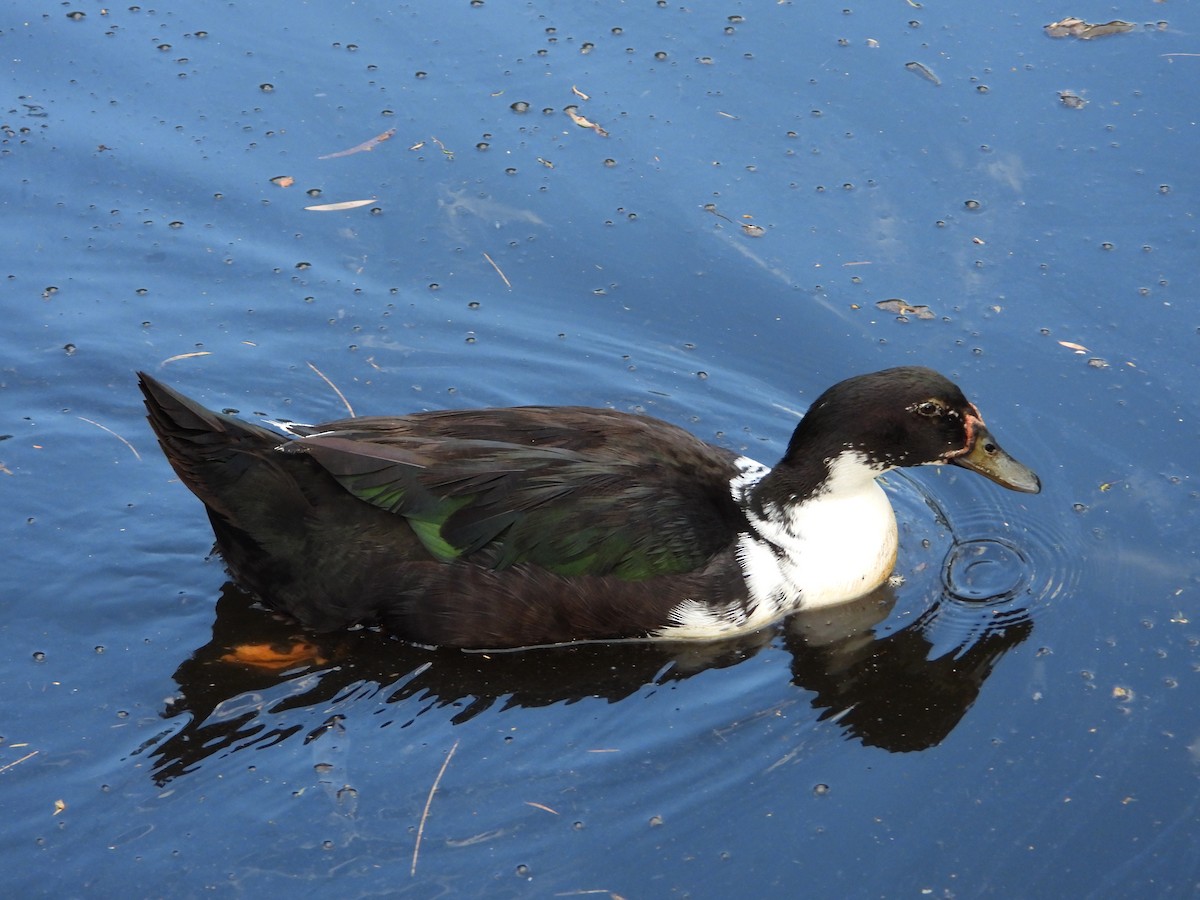 Muscovy Duck x Mallard (hybrid) - ML646174174