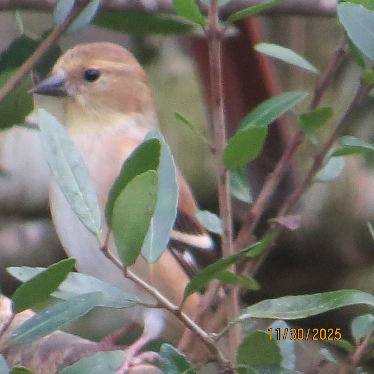 American Goldfinch - ML646174178