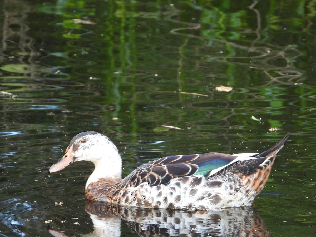 Pacific Black Duck x Mallard (hybrid) - ML646174181