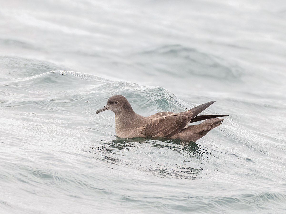 Sooty Shearwater - ML646174187