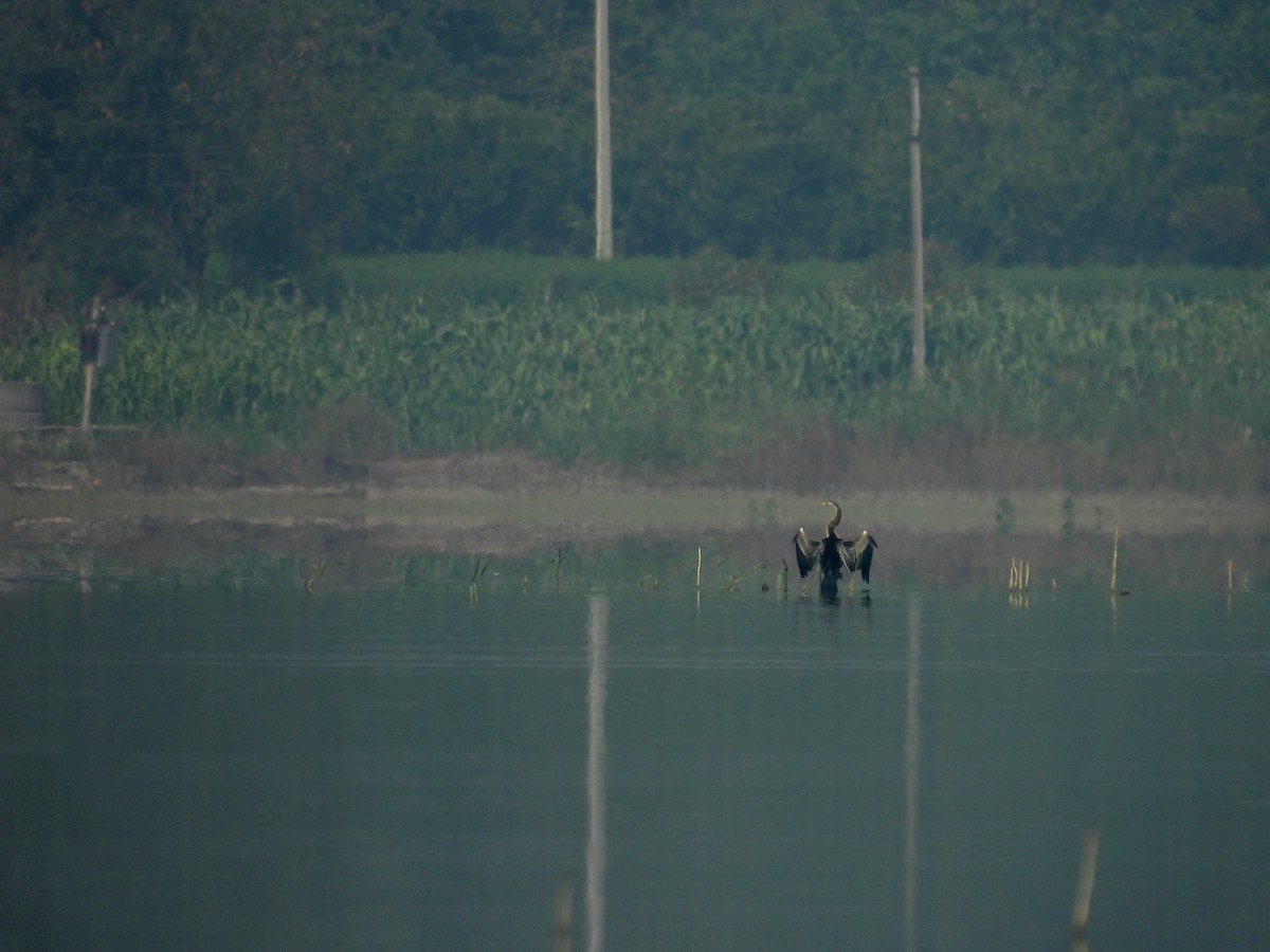 Oriental Darter - ML646174190