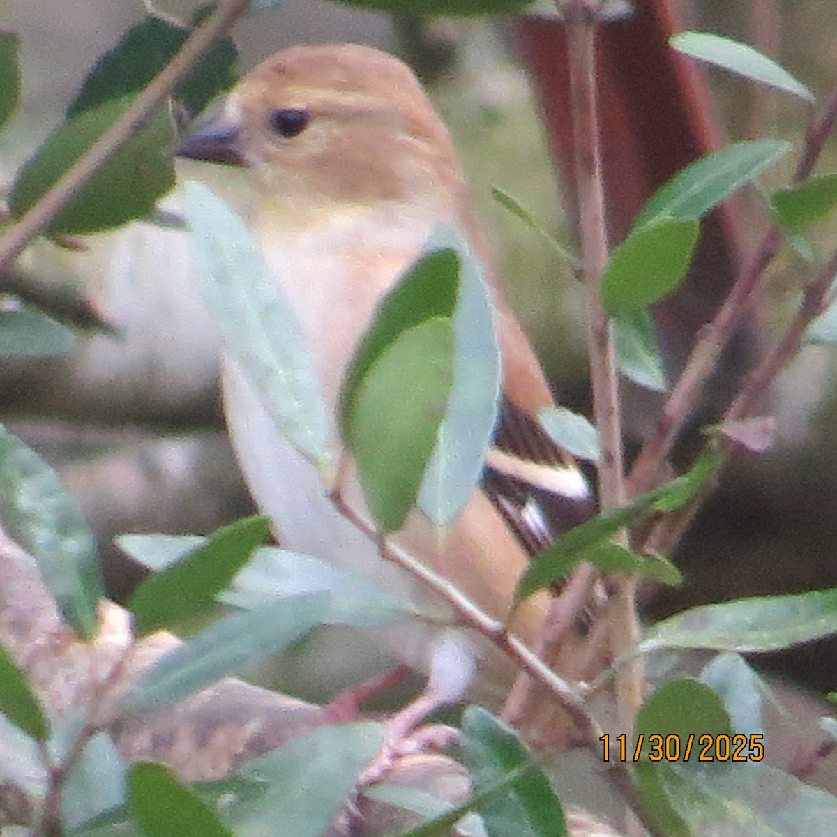 American Goldfinch - ML646174191