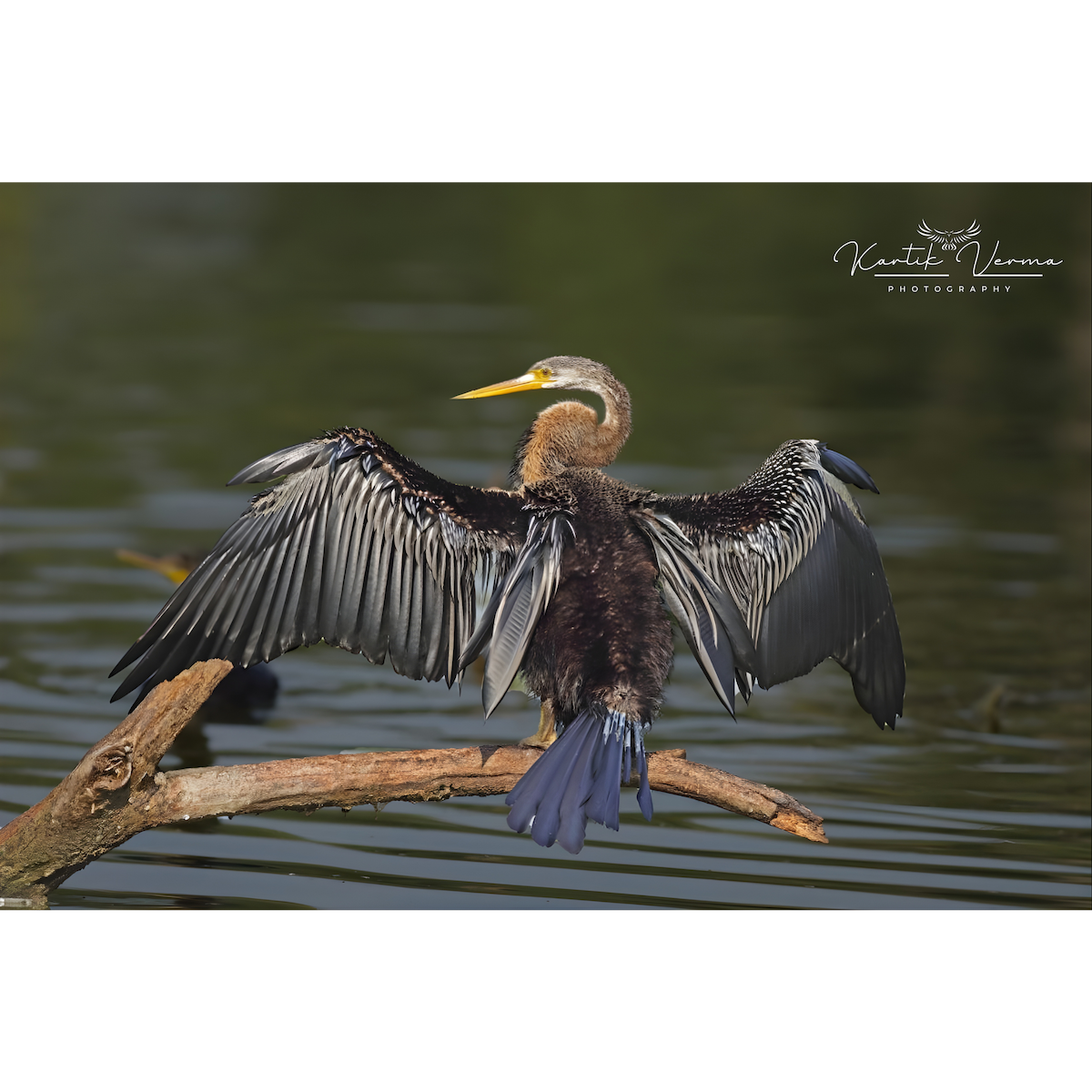 Oriental Darter - ML646174194