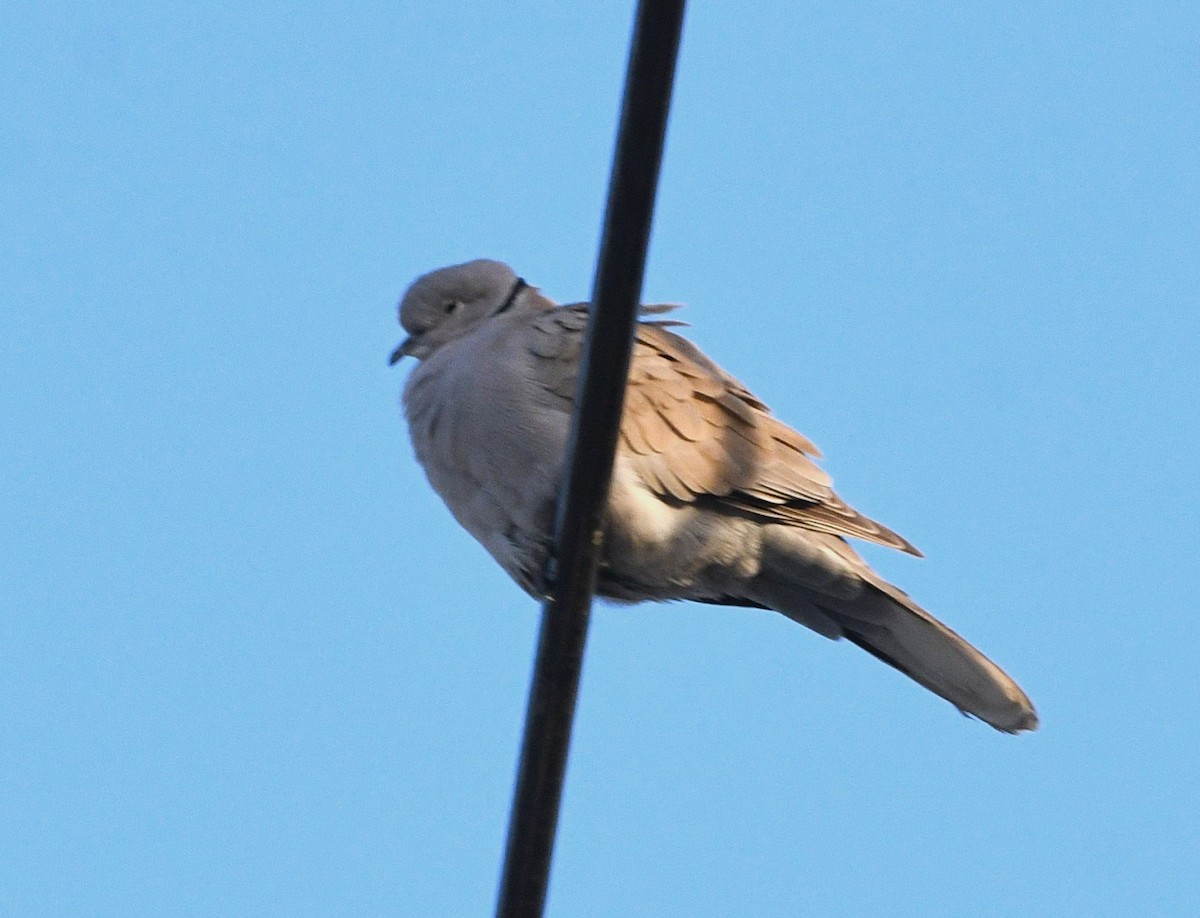 Eurasian Collared-Dove - ML646174203
