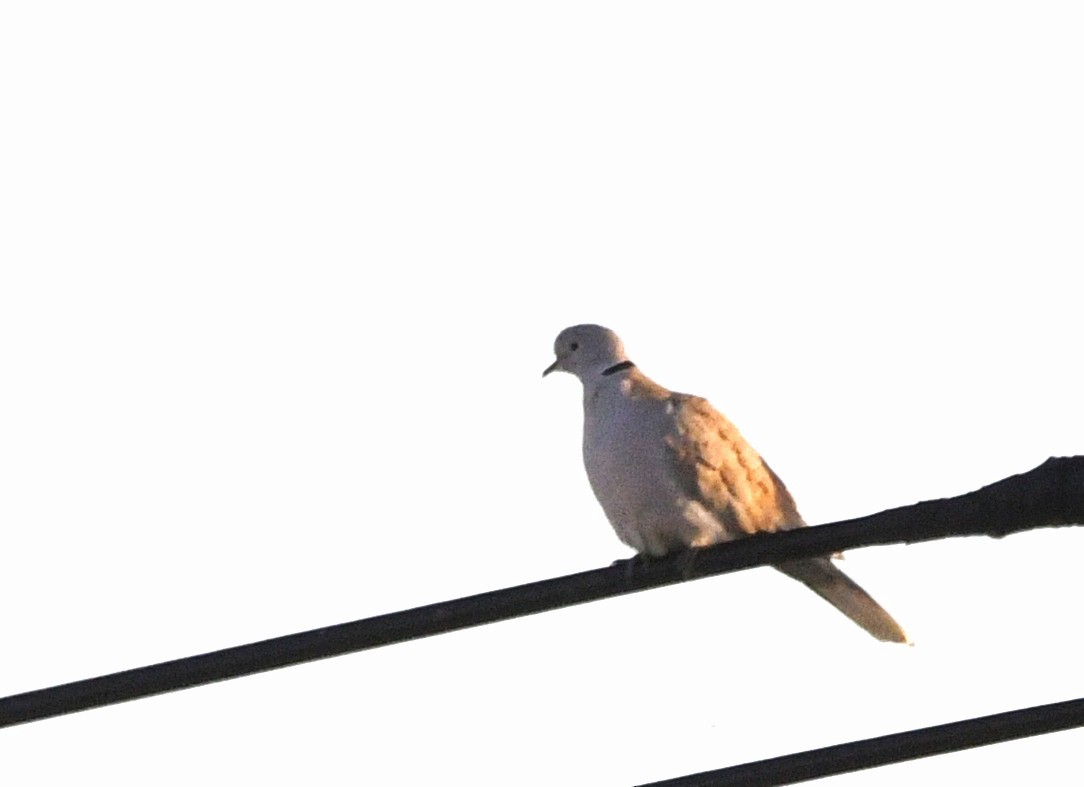 Eurasian Collared-Dove - ML646174205