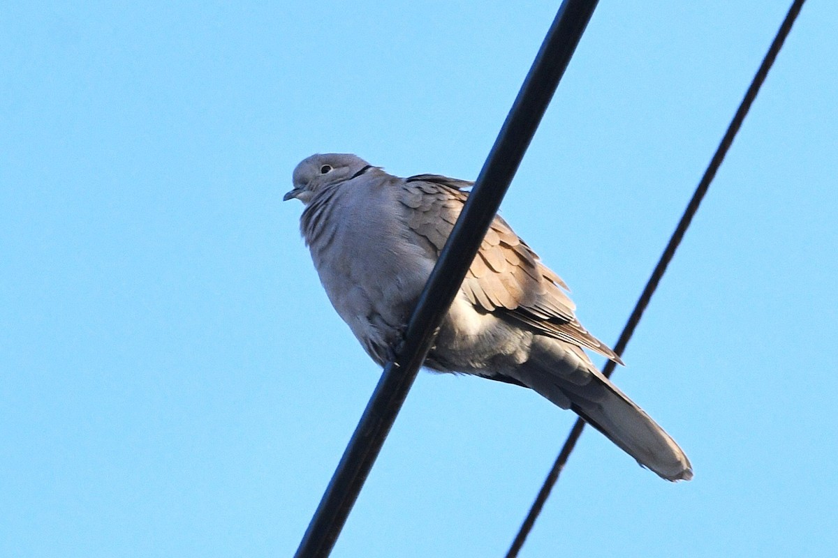 Eurasian Collared-Dove - ML646174231