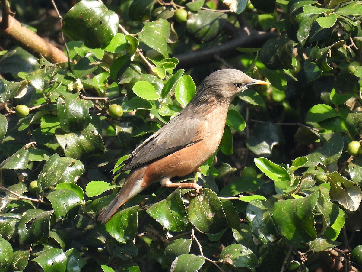 Chestnut-tailed Starling - ML646174233