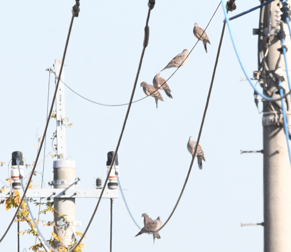 Oriental Turtle-Dove - ML646174234