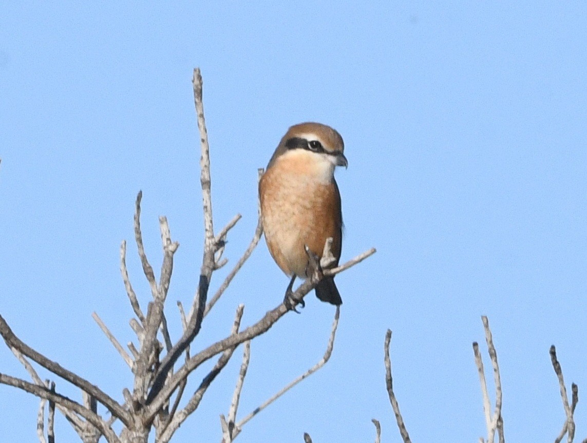 Bull-headed Shrike - ML646174237