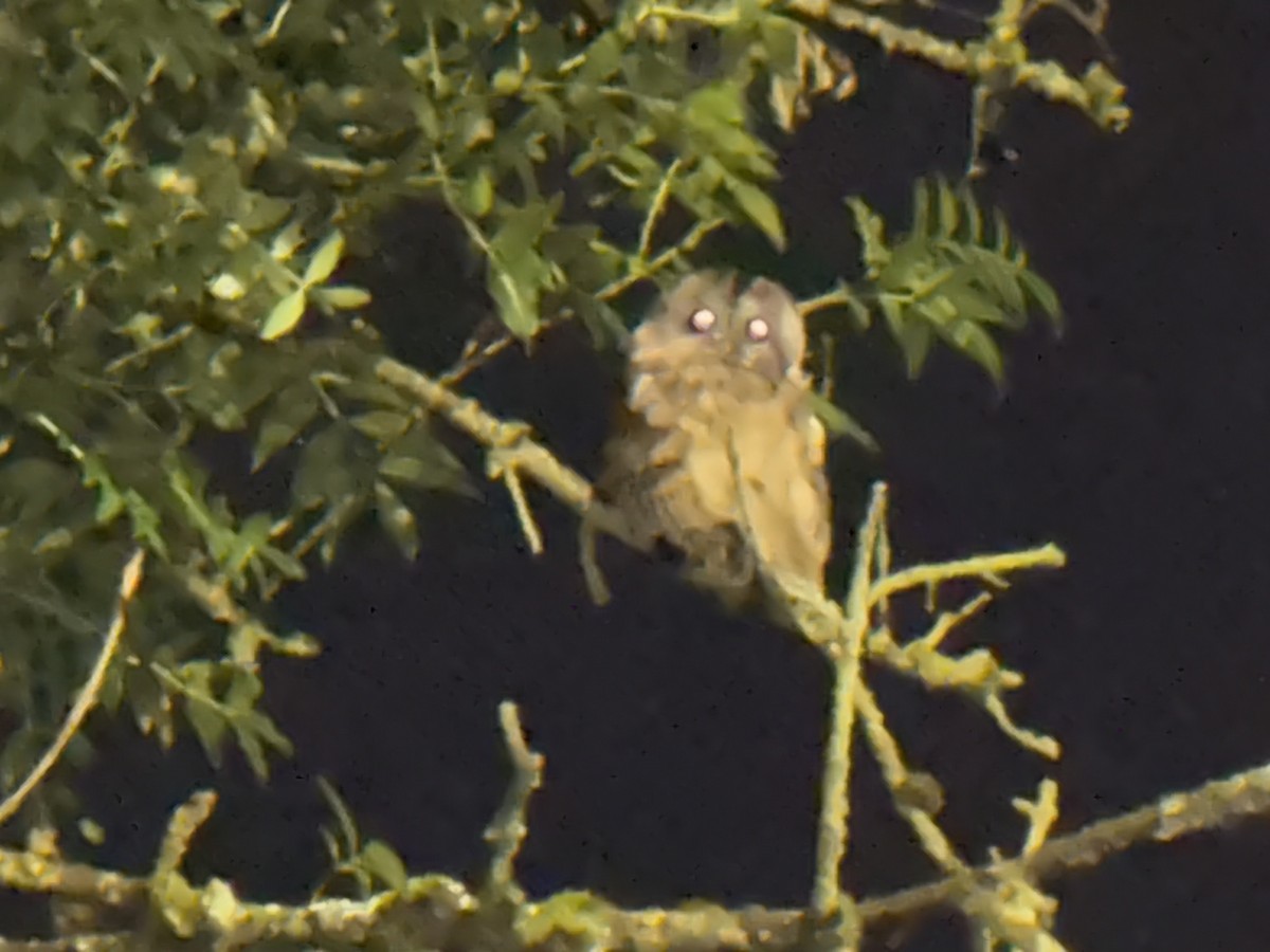 Tawny Owl - ML646174245