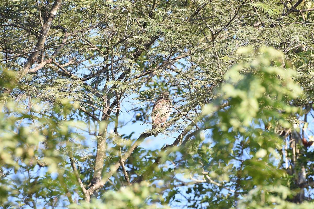 Crested Serpent-Eagle - ML646174246