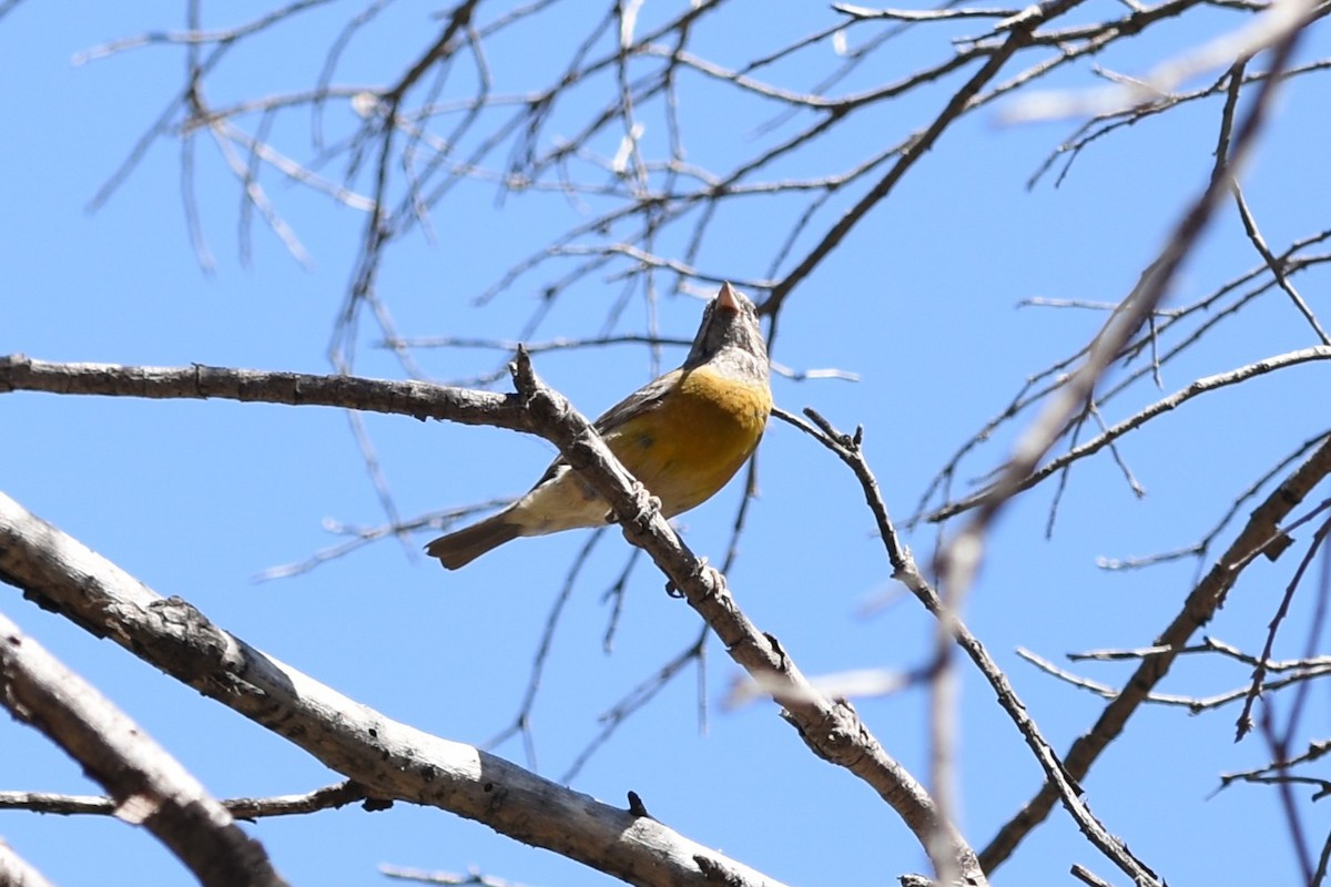 Gray-hooded Sierra Finch - ML646174255