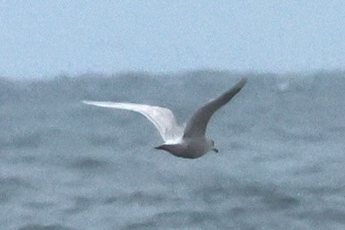Iceland Gull (kumlieni/glaucoides) - ML646174258