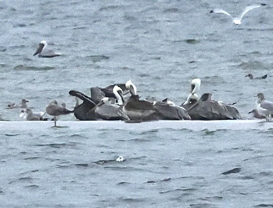 Brown Pelican - ML646174259