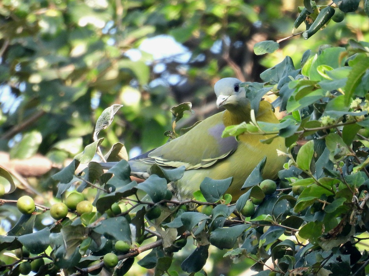 Yellow-footed Green-Pigeon - ML646174261