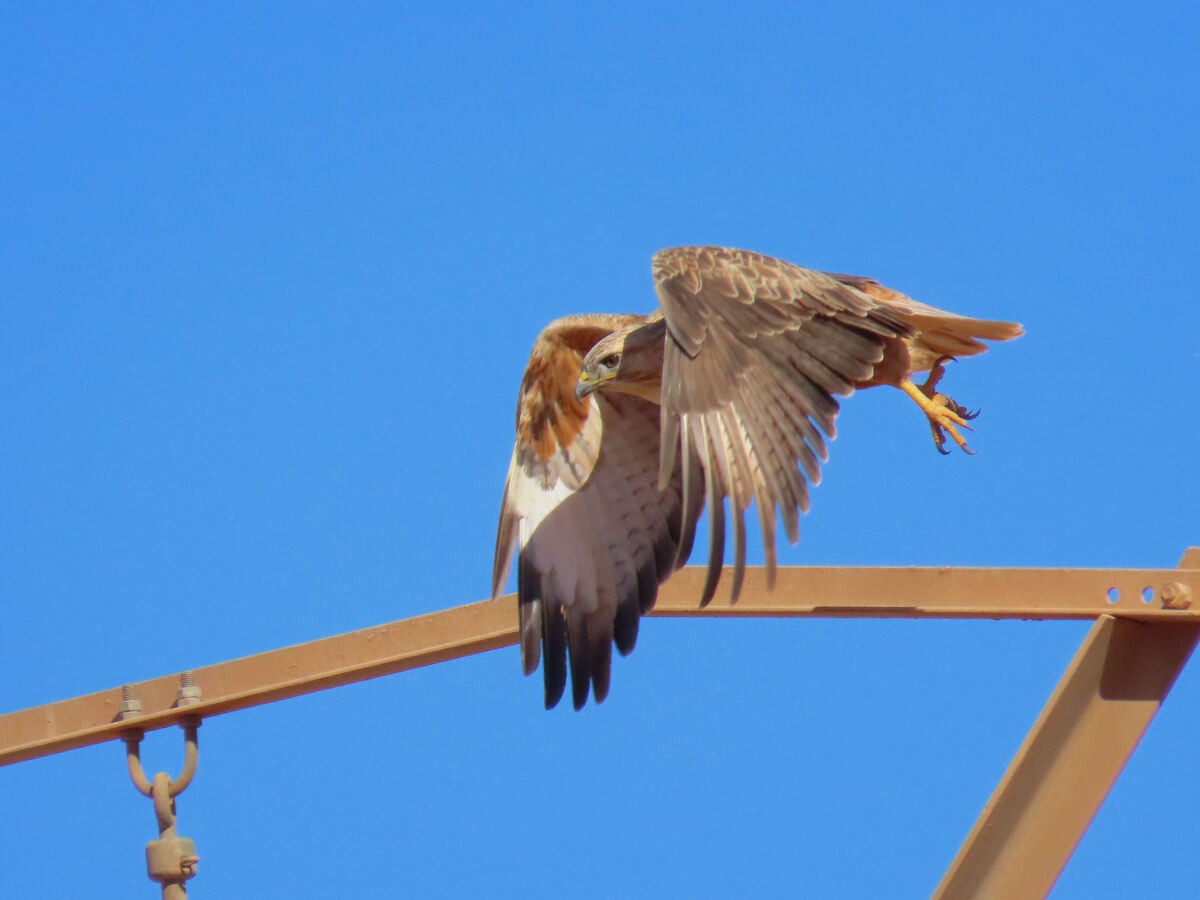 ørnvåk - ML646174263