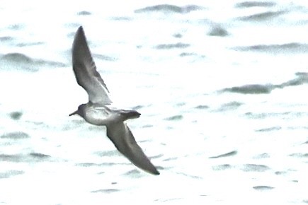 Purple Sandpiper - ML646174266