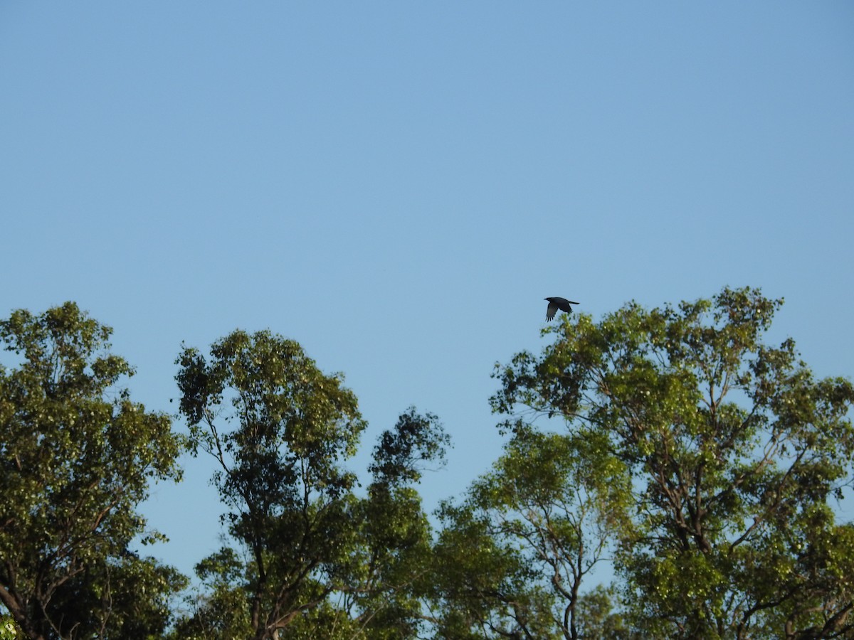 Torresian Crow - ML646174268