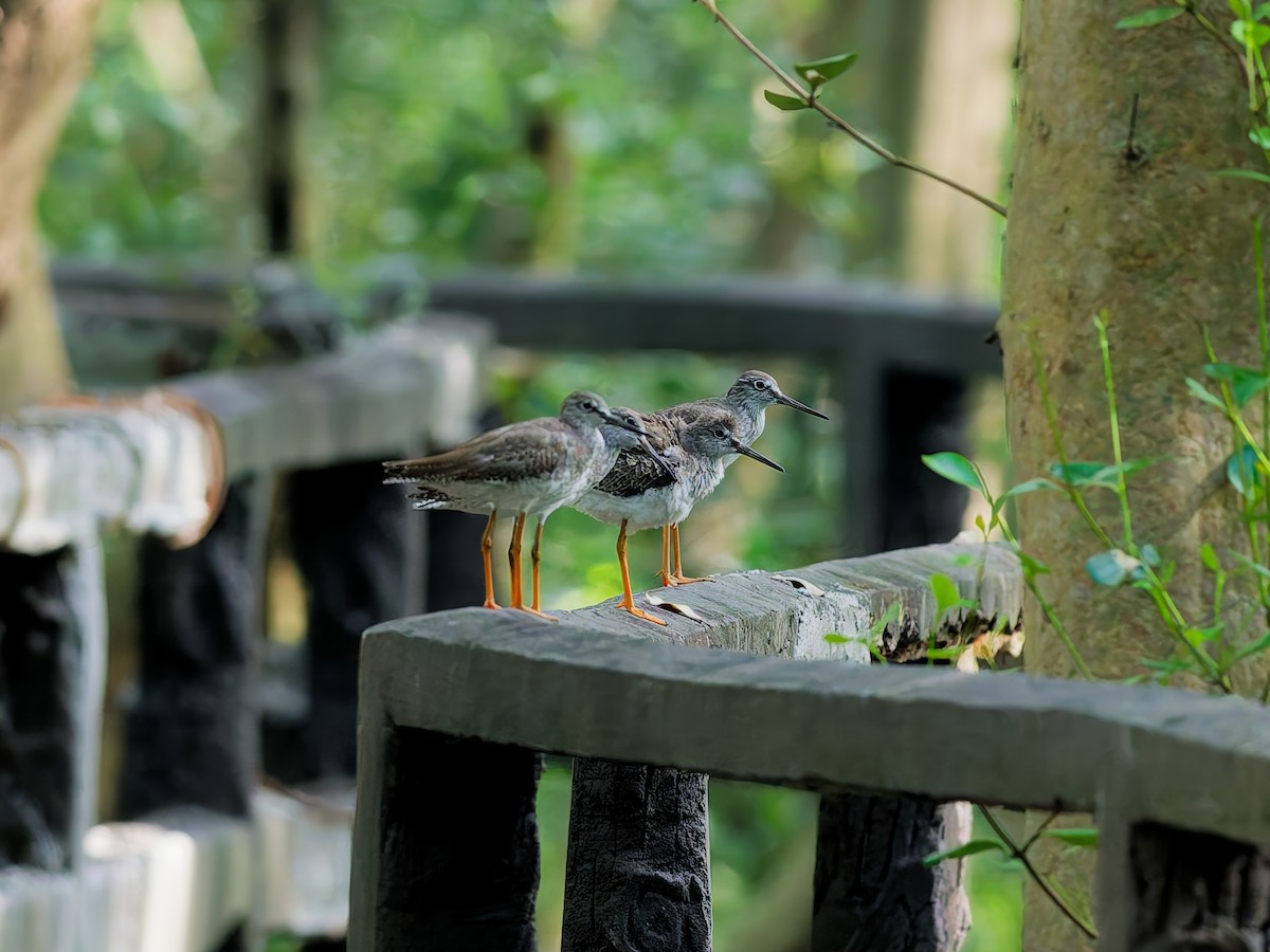 Common Redshank - ML646174272