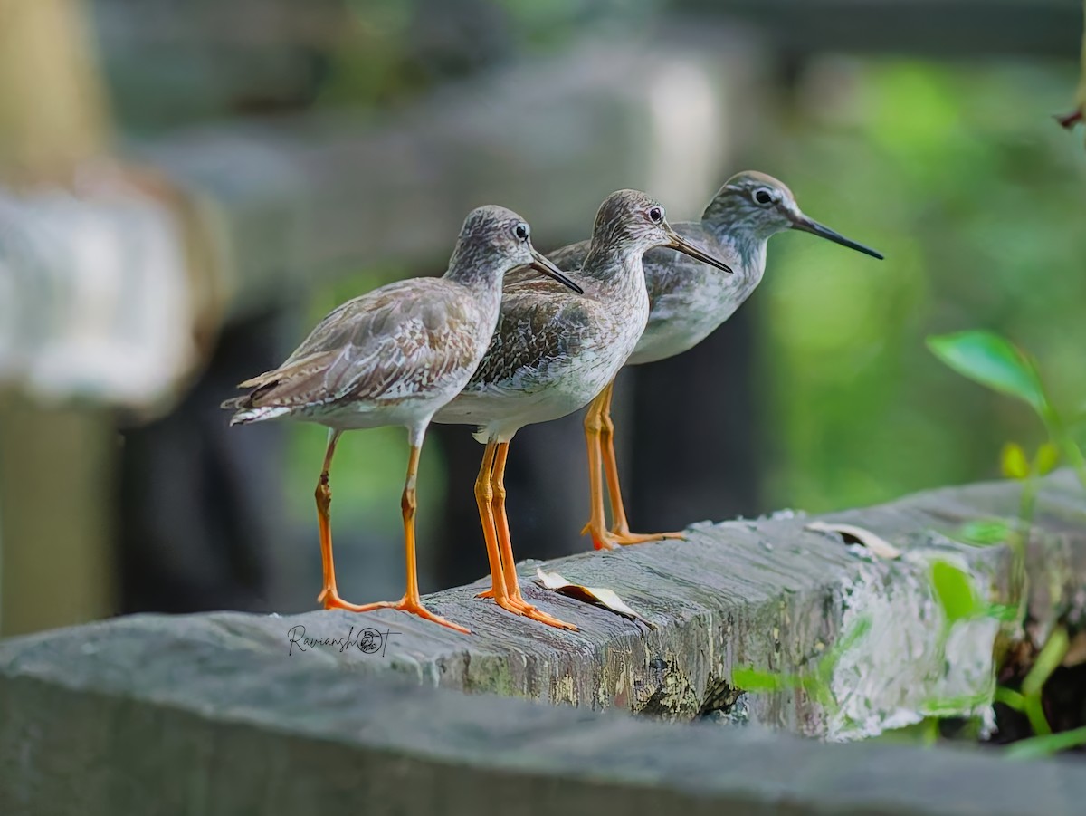 Common Redshank - ML646174273