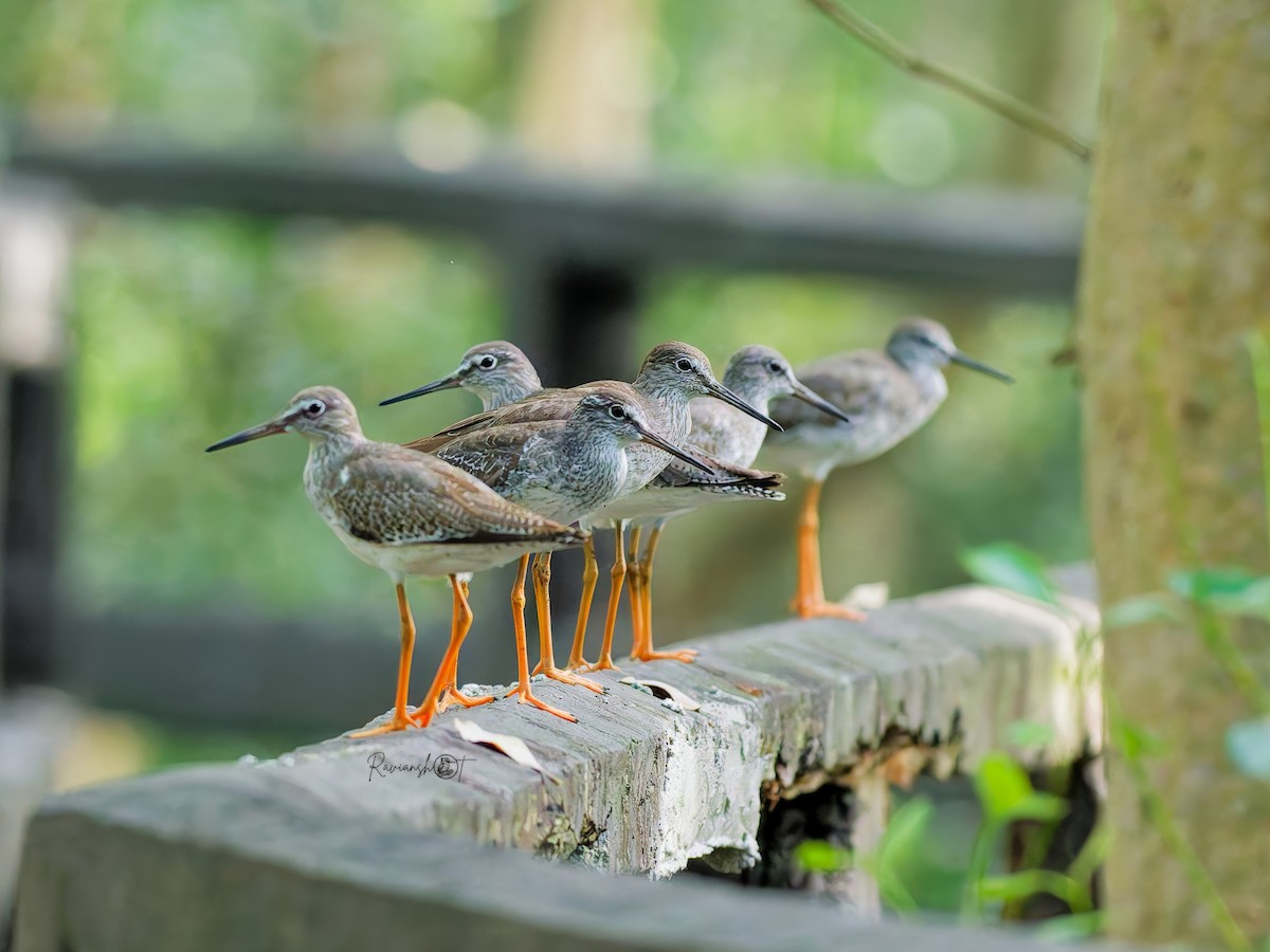 Common Redshank - ML646174274