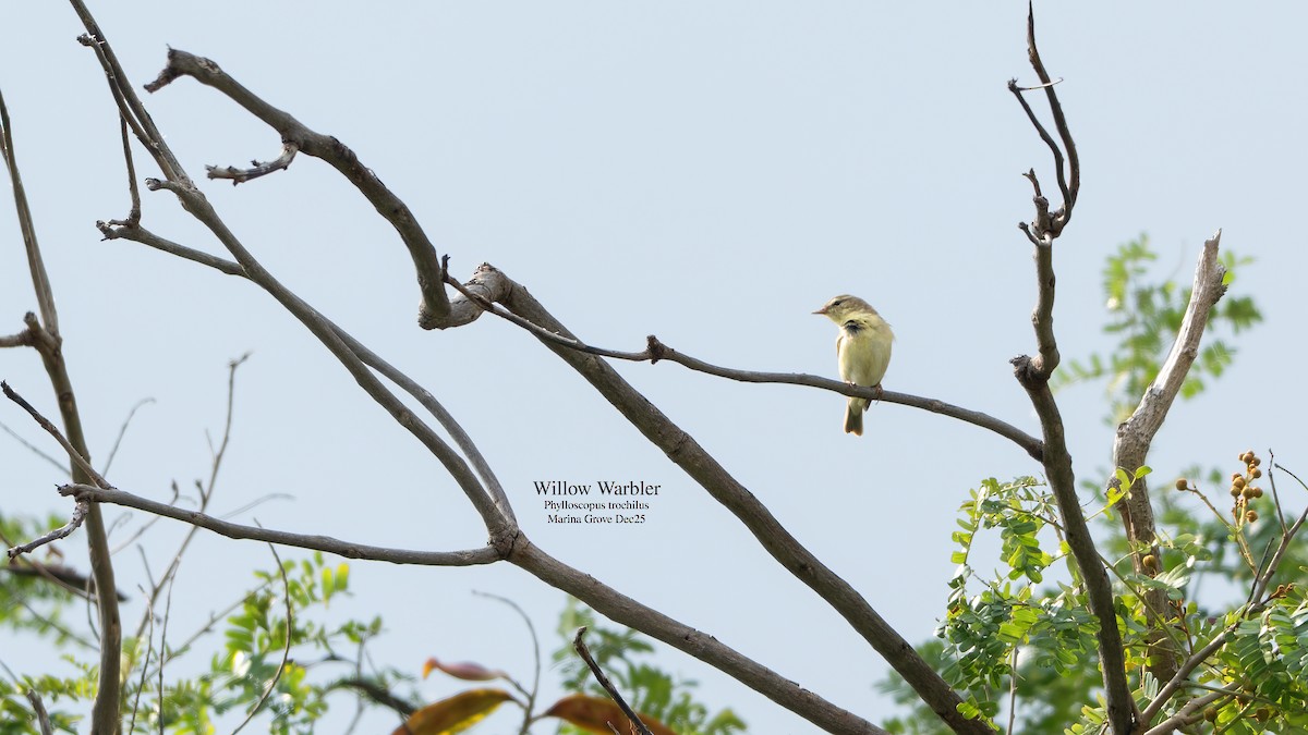 Willow Warbler - ML646174276