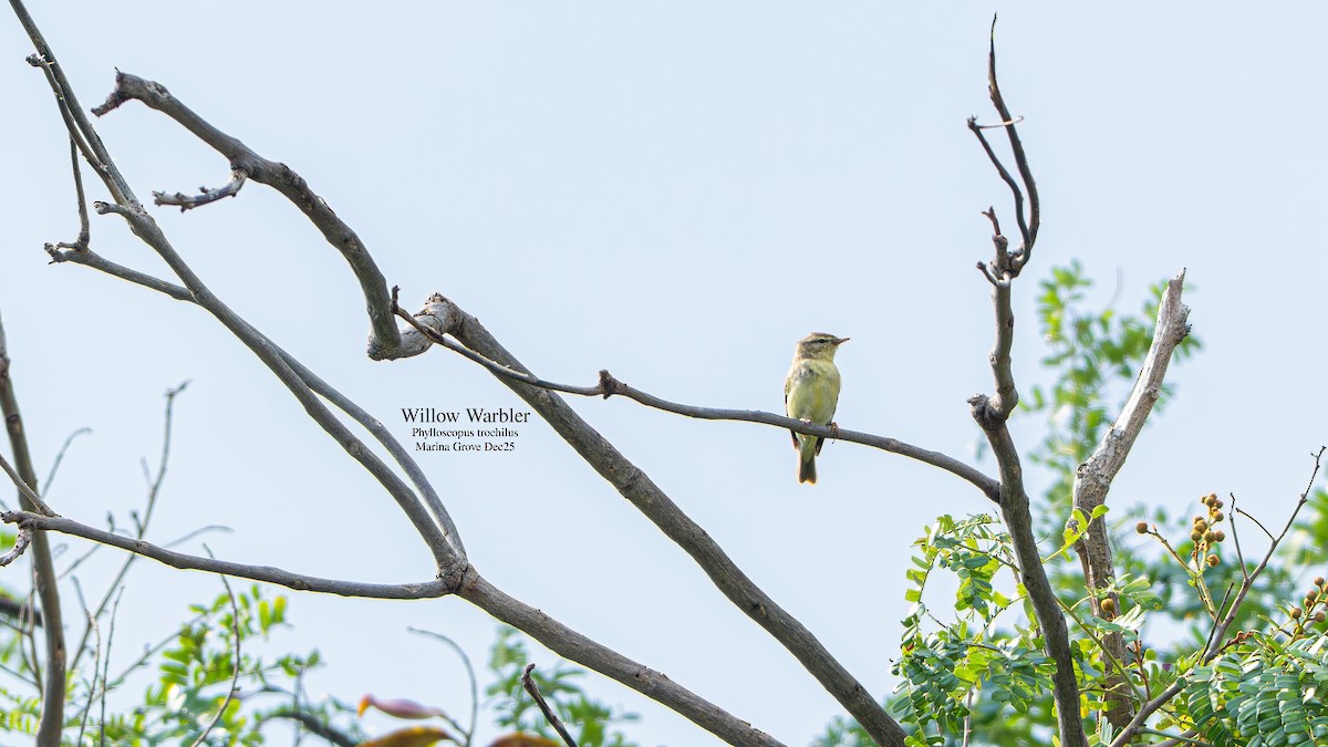 Willow Warbler - ML646174277