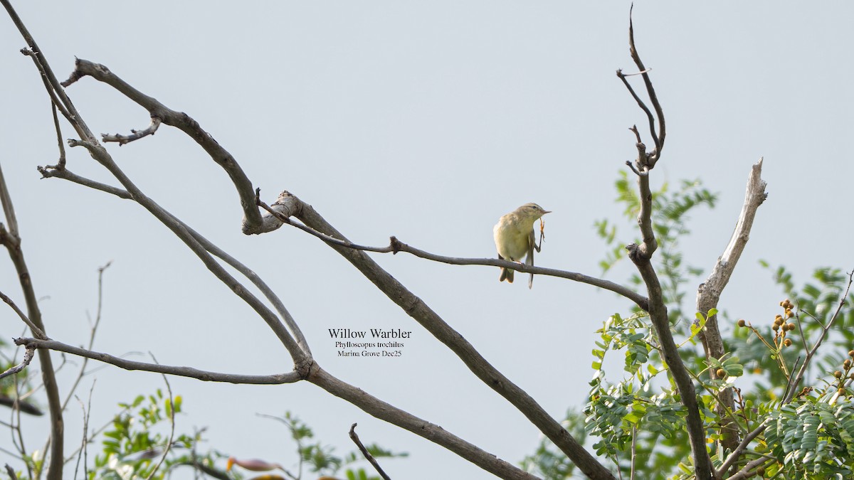 Willow Warbler - ML646174278