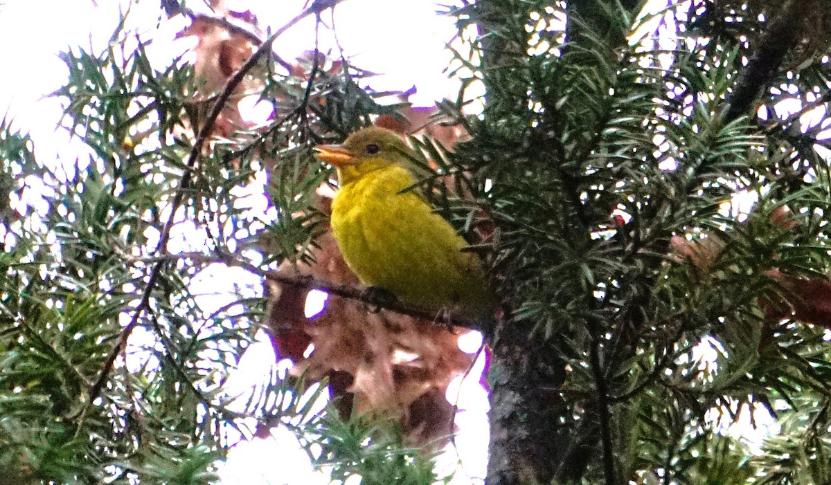 Western Tanager - ML646174280