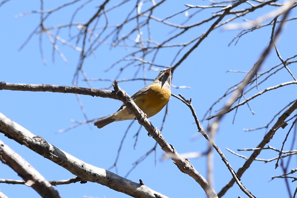 Gray-hooded Sierra Finch - ML646174282
